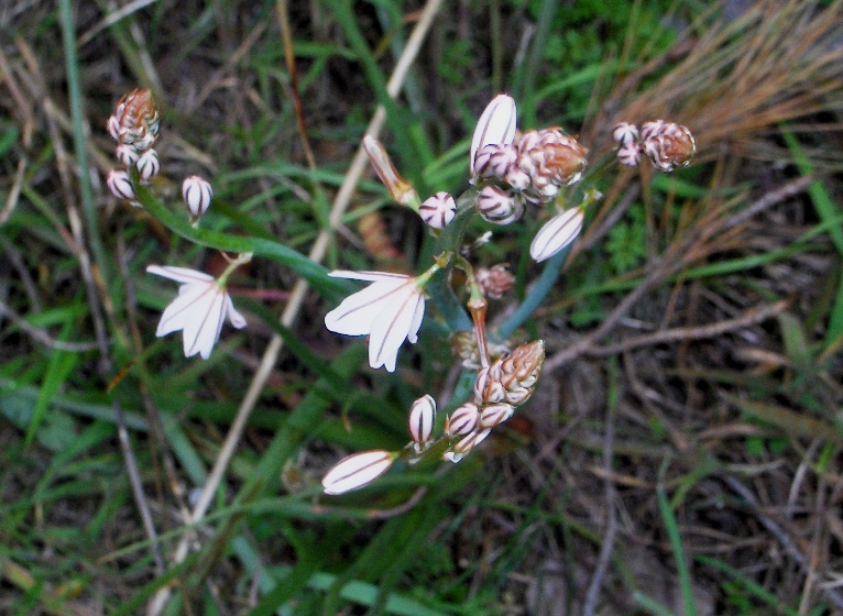 Asphodelus fistulosus